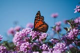 orange butterfly sits on a purple flower