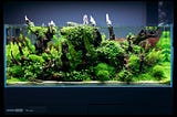 Aquascaping: How to Create Your Own Aquarium Design and Layout