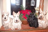 Choosing the Perfect Scottish Terrier Color for Your Family—Wheaten, Black or Brindle.