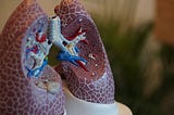 Human Lungs Model Photo by Robina Weermeijer on Unsplash