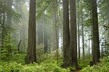 Photo of redwood trees and a lush forest understory. There is fog between the tree trunks.