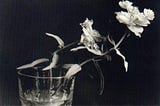 an elegy about watering something that stops growing