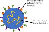 Viral Testing: Antigens, Antibodies, and PCR