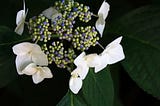 hydrangea