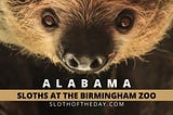 Where Can I Hold a Sloth In Alabama