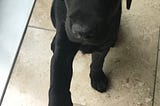 A black labrador puppy sat on his bum facing the camera. He’s putting his right paw on a human left hand.