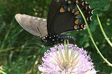 Spicebush swallowtail: Master of disguise