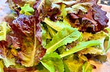Harvesting Lettuce From the 2026 Garden-Episode 14 of Leaf, Wing, and Sun