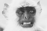 Is your mind full of noisy monkeys? How to deal with wild and stressful thoughts.