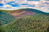 A forested hillside in Oregon, showing a broad span of brown and dead conifers in the aftermath of the 2021 heat dome.