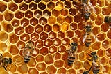 A close up photograph of honey cells in a beehive along with seven bees.