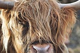 Close up of a hairy brown cow’s face with horns.