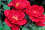 china rose plant