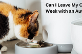 Can I Leave My Cats Alone for a Week with an Automatic Feeder?