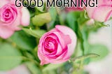 Best 100+ Good Morning Flowers Images For Wishes…