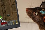 A Neuroengineer’s Guide on Training Rats to Play Doom
