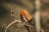 A European robin with a bright orange-red breast perched on a budding branch, its beak slightly open as if singing, against a softly blurred background of trees in the woods.