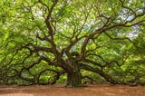 A Short Tutorial on B+ Tree