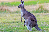 The USA Wants to Ban Kangaroo Products and Australians Are, Well, Confused