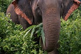 Elephant Rescue Park || Chiang Mai, Thailand