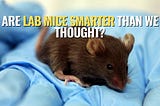 Exploring the Cognitive Complexity of Laboratory Mice