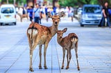 «Hay algo más allá de lo pintoresco de ver animales silvestres en la ciudad»