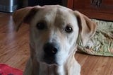 Blonde, Slim, and Agile, Seeking Partner for Long Walks in the Hills