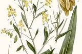 Woad, Part I