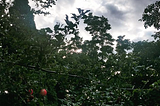 Canadian Apples and my grandmother