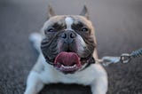 Bulldog looks up happily with tongue out.