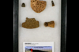 Crocodile Scute Armor Dermal Plates Teeth, Fossil Bones Dinosaur Age Hell Creek MT