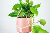 Pothos Care and Guide 101