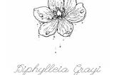Diphylleia grayi