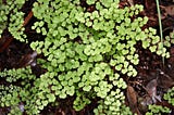 Wildlife That Love Maidenhair Fern