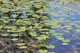 From Water Lillies and Wings to Wreckage and Windmills