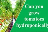 Can you grow tomatoes hydroponically?