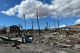 Animal Search and Rescue in the first days after the Lahaina fire.