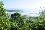 La belle d’Amazonie — Une épice qui enchante le monde