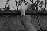 woman fist bumps tired cat.