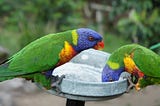 Discover the Colorful World of Rainbow Lorikeets: Your Ultimate Guide