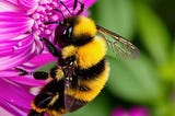 Lessons from Nature: Embracing Purpose and Joy in Meditation