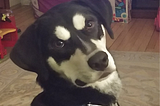 Black and white hound husky mix dog named Yukon looking at camera.