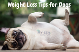 Here Are the Best Tips That Will Help Your Dog Lose Weight
