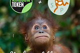 Kingdom Token + The Sumatran Orangutan Conservation Programme (SOCP)