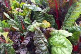 Rainbow chard plant up productive pots