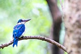 นกกินเปี้ยว (Collared kingfisher)