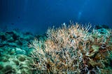 Ocean acidification threatens blue economy