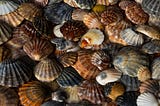 How scallop restoration can help Long Island communities