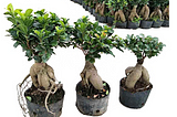 The Art and Business of Bonsai: Exploring the World of Bonsai Plants Wholesale
