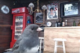 Junco’s, the tiniest pub in Newfoundland